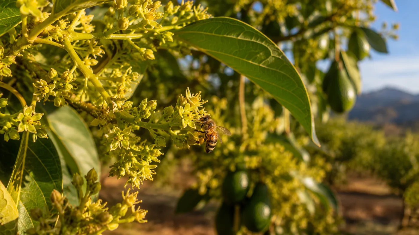Une abeille sur les fleurs d'un avocatier du Roussillon