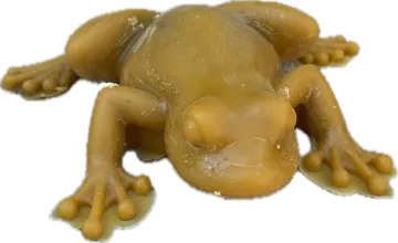 Bougie grenouille en cire d'abeille